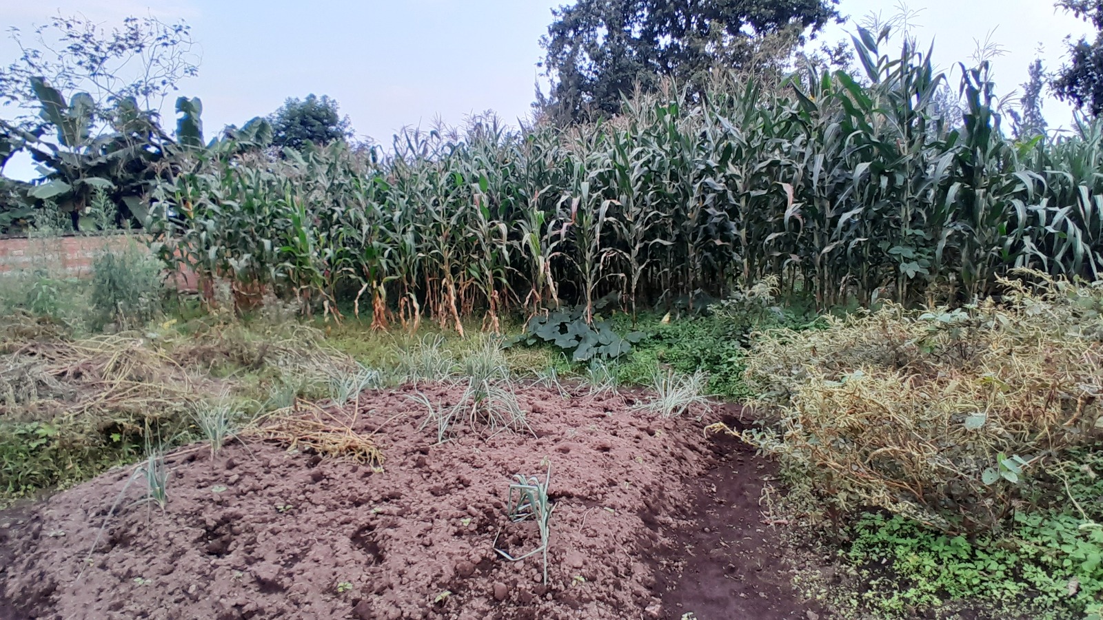 Plot for Sale in Musanze House in Rwanda